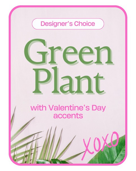 Designer's Choice Valentine's Day Green Plant 