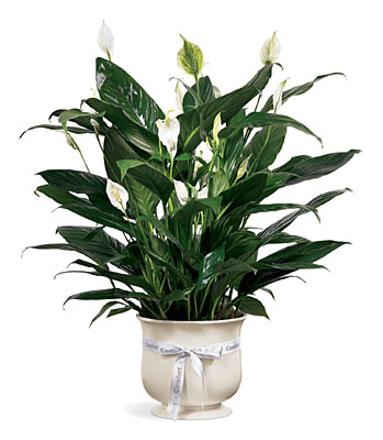 FTD Comfort Planter