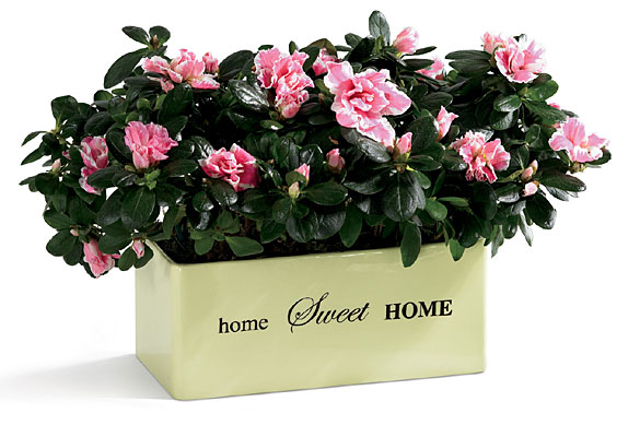 FTD Home Sweet Home Planter