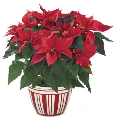 FTD Poinsettia Planter