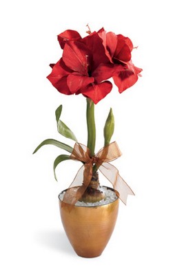 Magnificent Amaryllis Planter