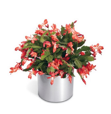 Winter's Delight Holiday Cactus