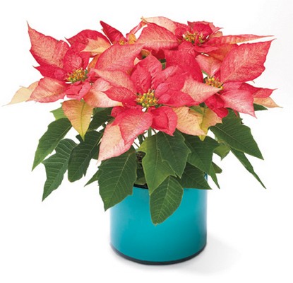 Pink Poinsettia