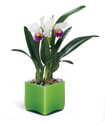 Irresistible Orchid Planter