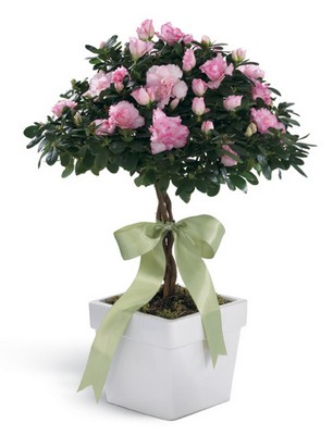 Azalea Topiary Planter