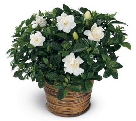 Scent of Gardenia Planter