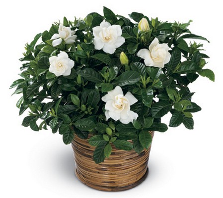 Scent of Gardenia Planter