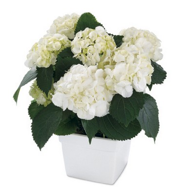 White Hydrangea Planter
