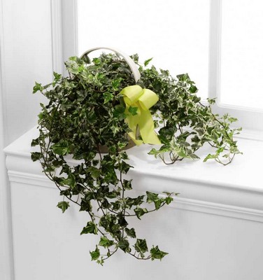 The FTD Solace(tm) Ivy Planter