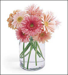 Gerbera 10 Stem Mono Bouquet with Vase
