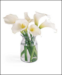 Calla Lily 6 Stem Bouquet