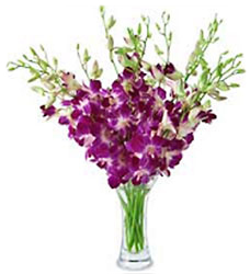 Dendrobium 10 Stem Bouquet