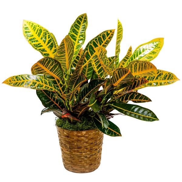 Croton Basket