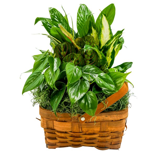 Forever Green Mixed Basket