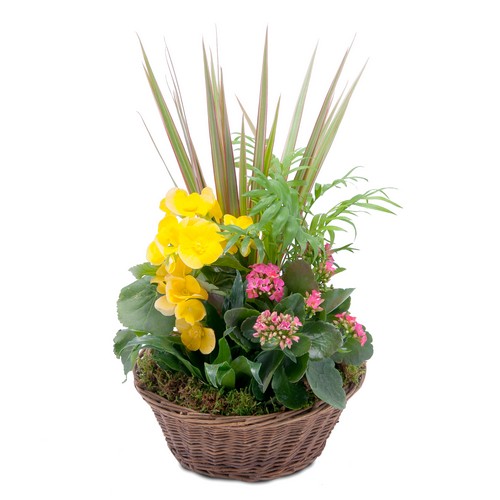 Bloomin' Sunshine Basket