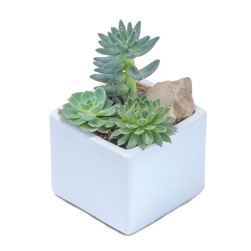 Mini Stunning Succulent