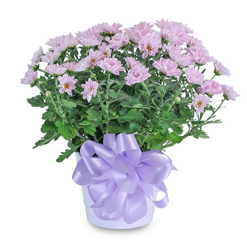 Lavender Chrysanthemum in Ceramic Container