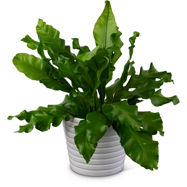 Bird's Nest Fern