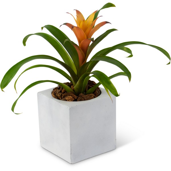 Bromeliad Mini