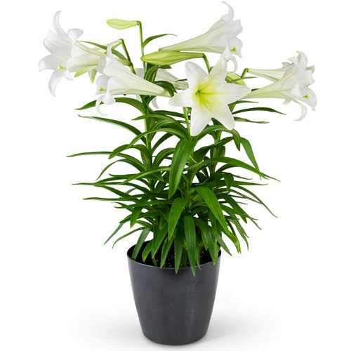 Grande Easter Lily