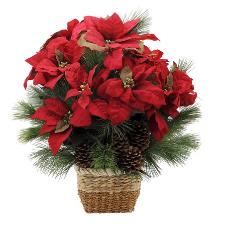 Natural Poinsettia