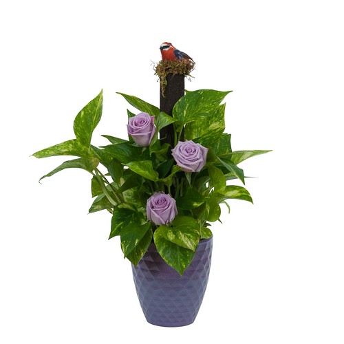 Pothos on Pole with Fresh 