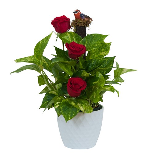 Green plant in Ceramic with Fresh Roses