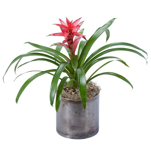 Bromeliad