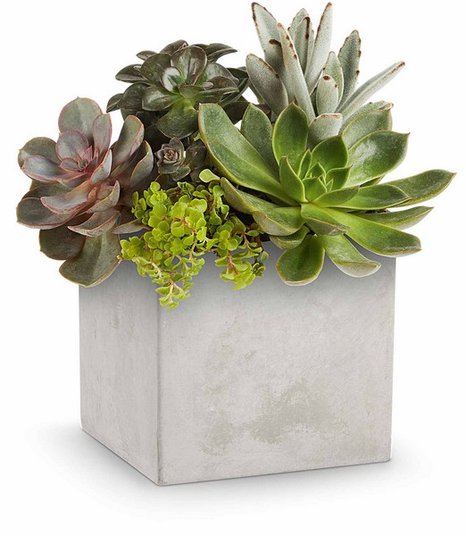 Concreate Oasis Succulent Garden