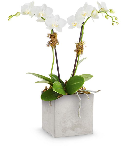 Orchid Artistry