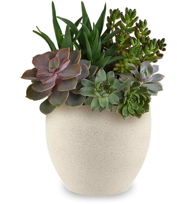 Modern Stone Succulent Garden