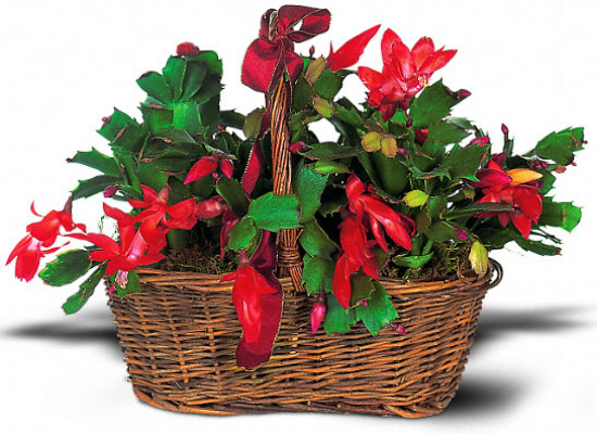 Christmas Cactus