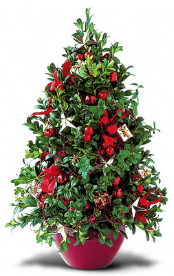 Boxwood Tree