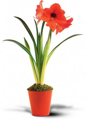 Amaryllis Plant