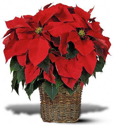 Six Inch Poinsetta