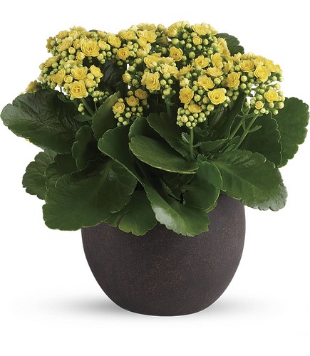 Forever Yellow Kalanchoes