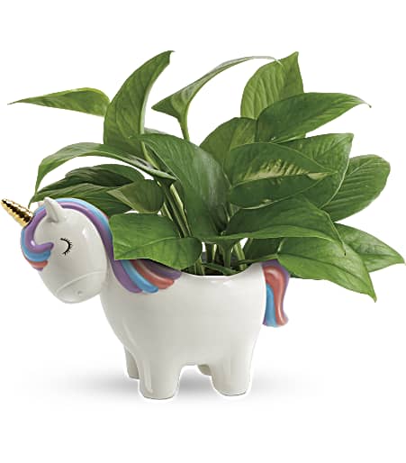 Peaceful Unicorn Pothos Plant