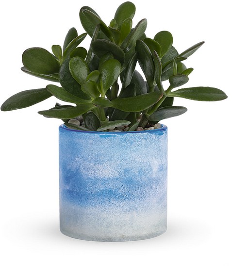 Sky Glass Jade Plant