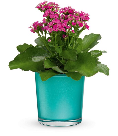 Shimmering Aqua Plant