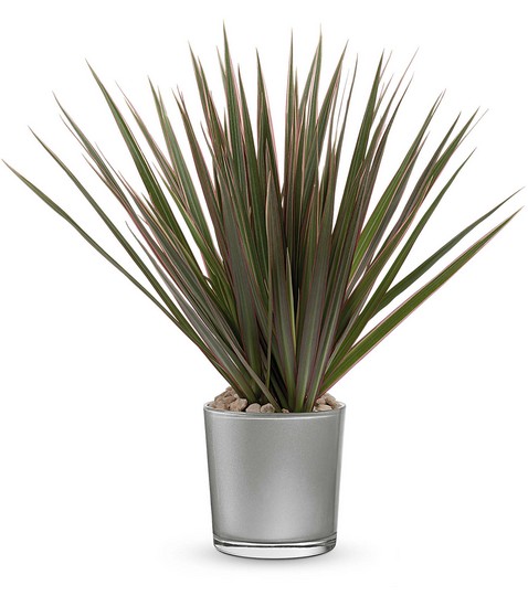 Moonstone Dracaena