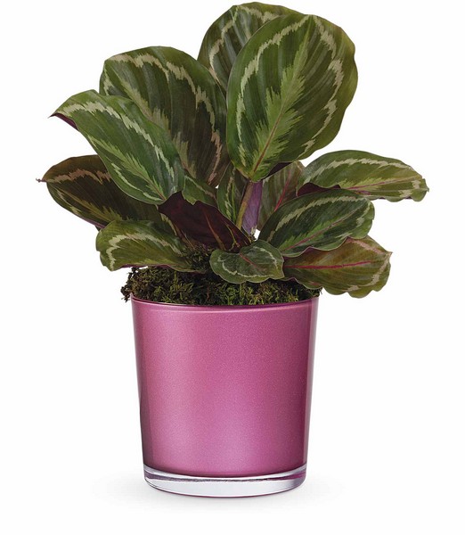 Radiant Calathea Plant