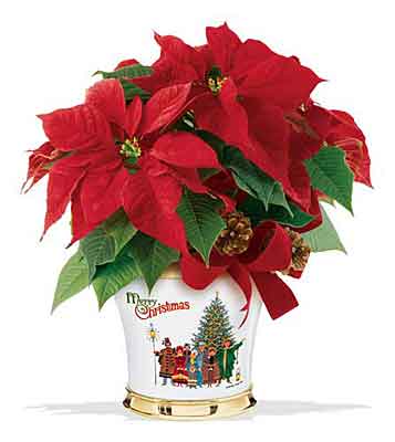 Teleflora's Wysocki Poinsettia Bouquet