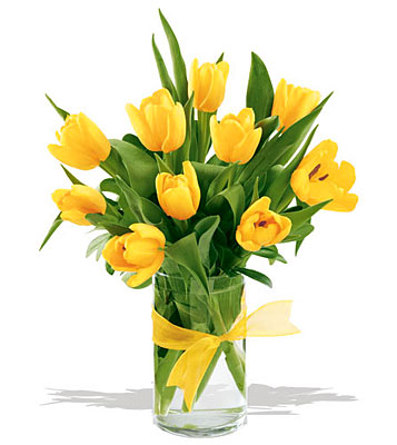 Sunny Yellow Tulips