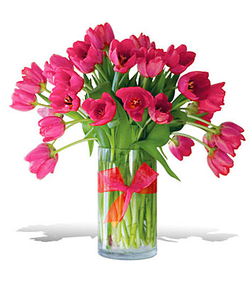 Precious Hot Pink Tulips - Premium