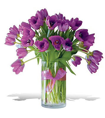 Passionate Purple Tulips - Premium
