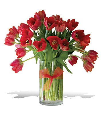 Radiantly Red Tulips - Premium