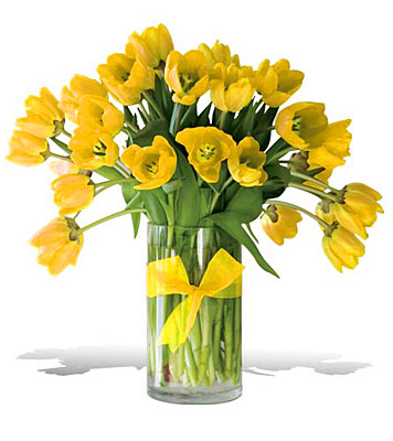 Sunny Yellow Tulips - Premium