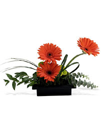 Zen Gerbera Bowl