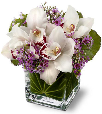 Teleflora's Lovely Orchids