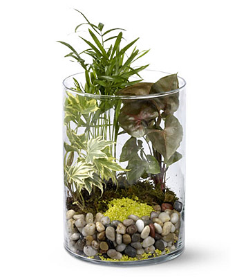 Garden in a Glass